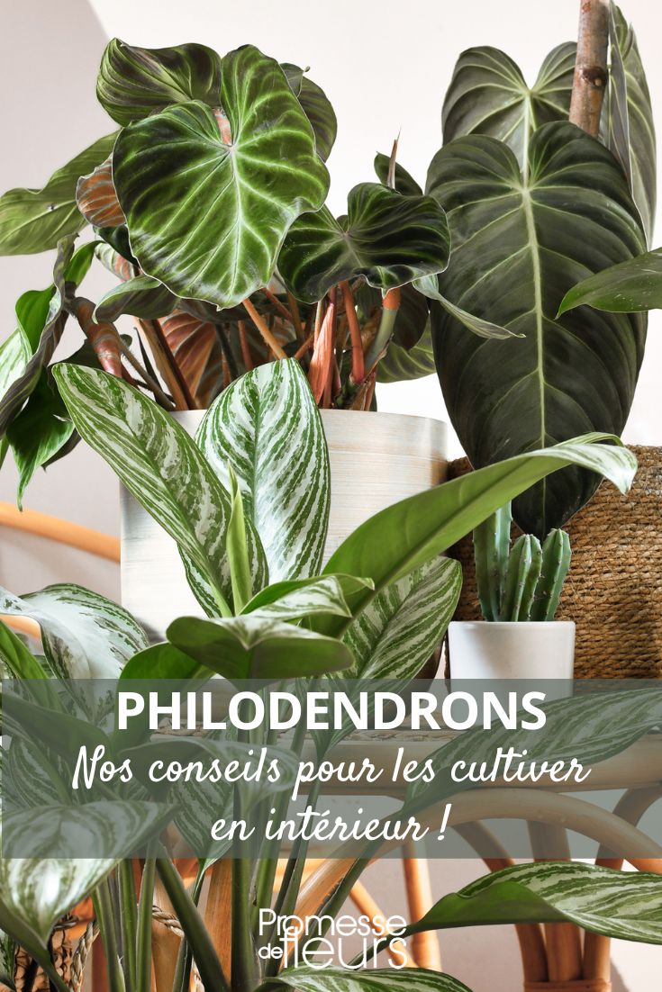 Philodendron at Home