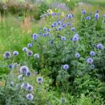 How to propagate <em>Echinops</em>?