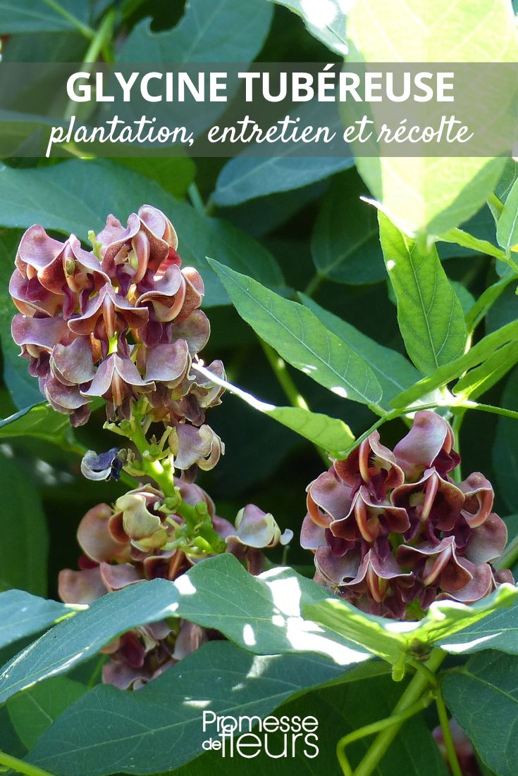 Tuberous Colocasia: Planting, Care, and Harvest all about the Tuberous Wisteria