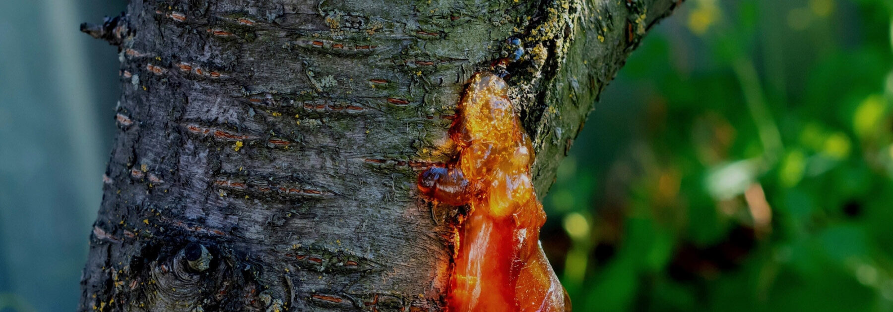 Gummosis in stone fruit trees