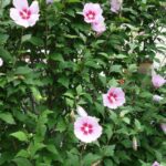 How to create a hedge of <em>Hibiscus</em>?