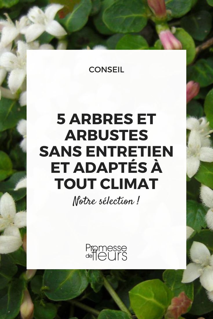 Low-Maintenance Garden: 5 Bushes and Trees Suitable for Any Climate Mitchella repens