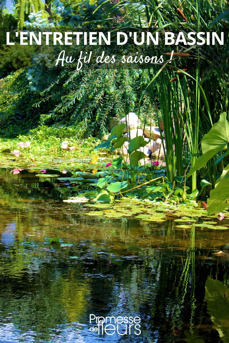 pond maintenance in winter, summer, autumn, spring