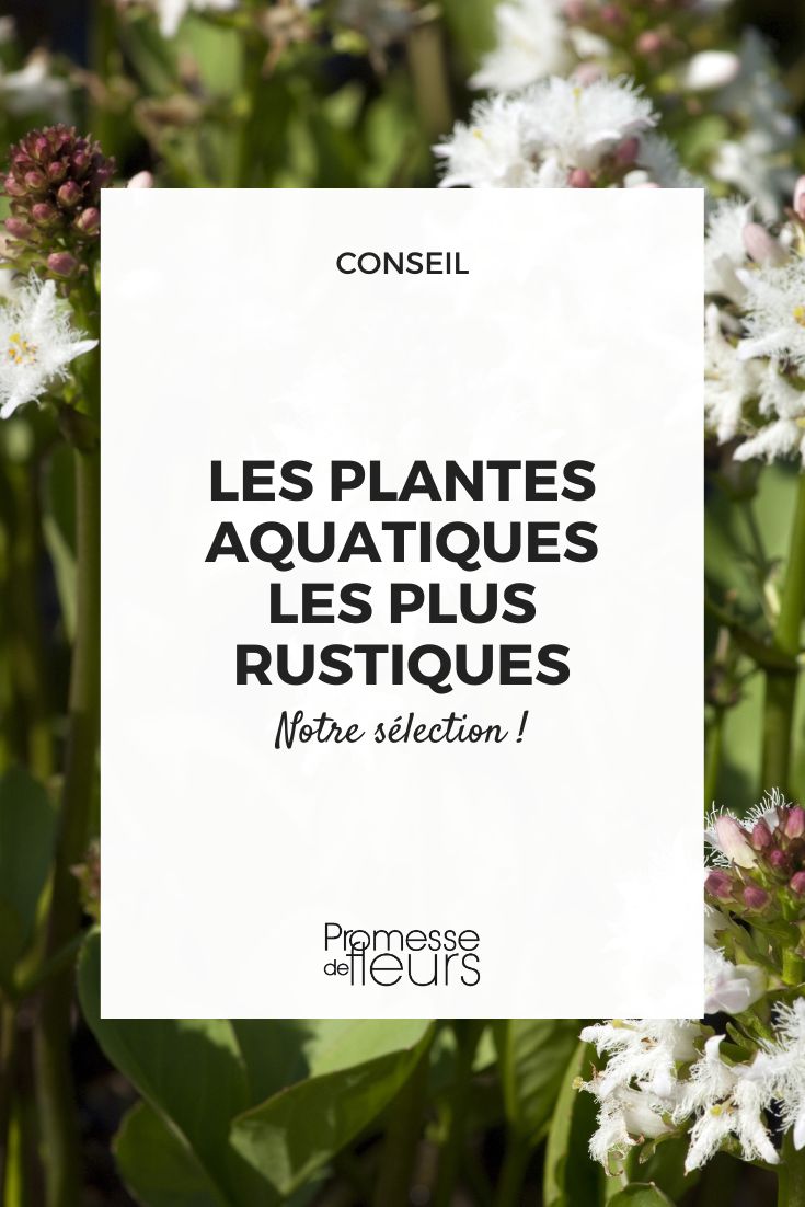 The hardiest aquatic plants Bogbean