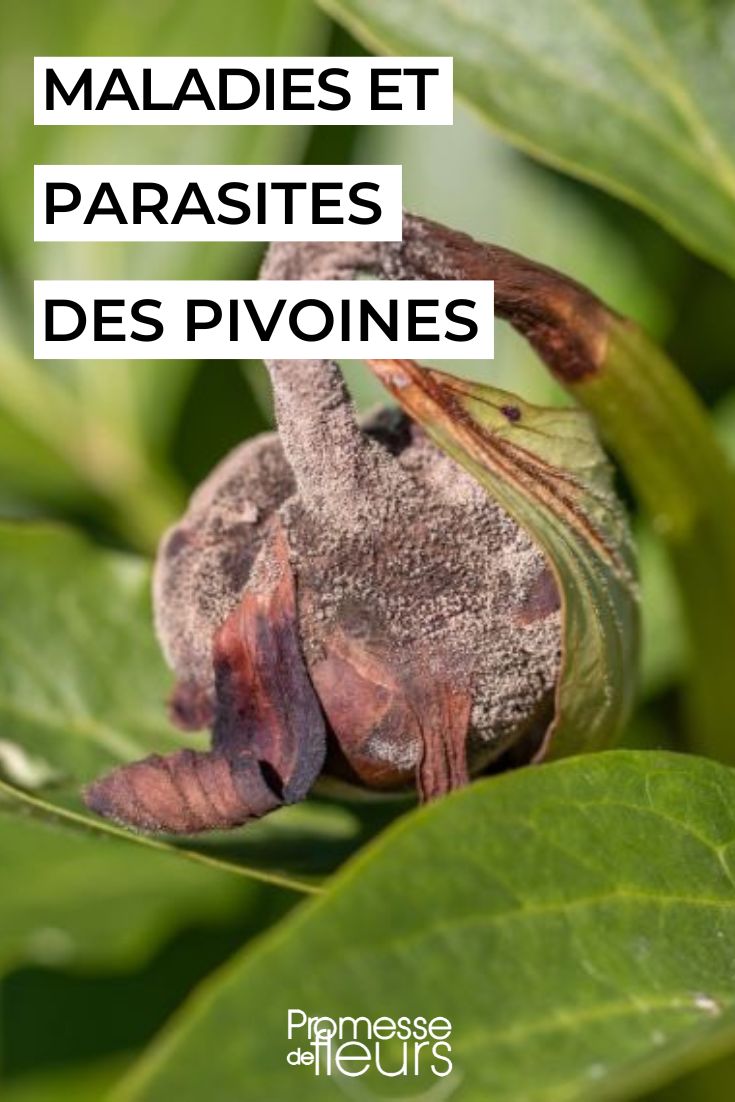 The main diseases of peonies peony disease