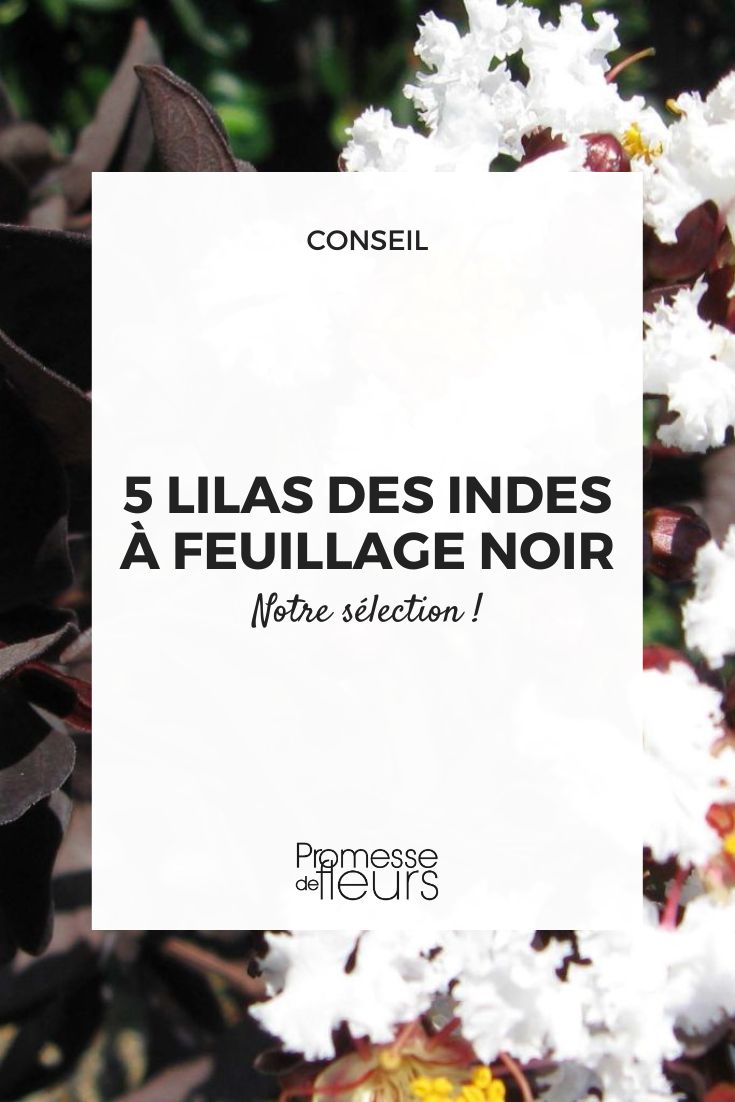 Lagerstroemia indica Black Diamond® 'Pure White'