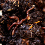 Vermicompost: a natural and eco-friendly fertiliser for your plants