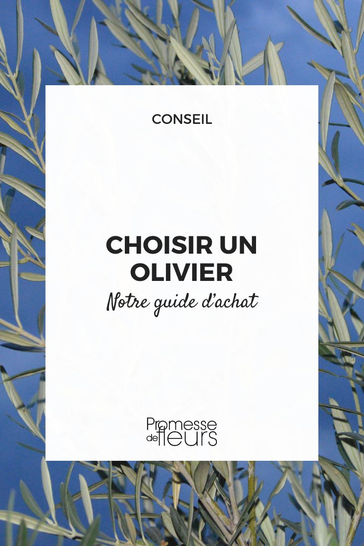 Olive tree: how to choose the right variety How to choose an olive tree?