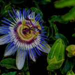 Passion flowers: 5 captivating varieties to discover