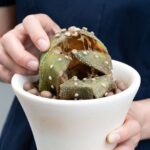 How to fail at caring for your cacti and succulents in 6 Lessons
