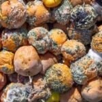 How to ruin the preservation of your harvest?