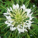 How to sow cleomes?