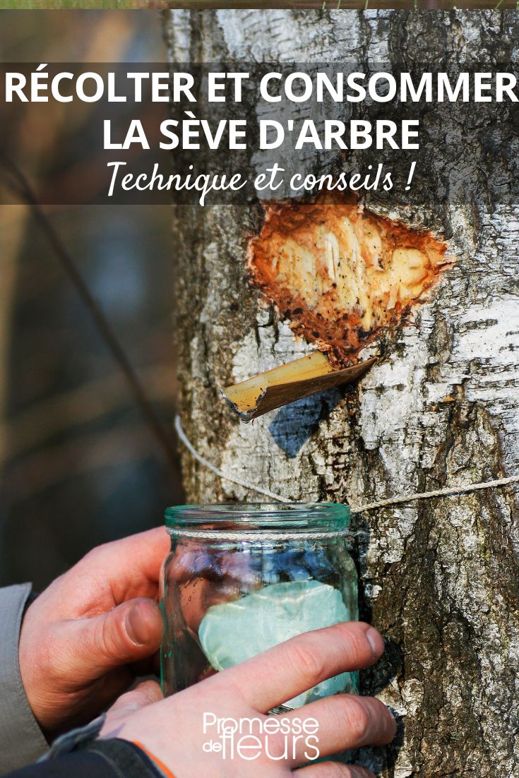 Harvesting and consuming tree sap: our tips How to harvest sap