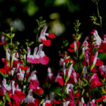 5 sages to grow in pots