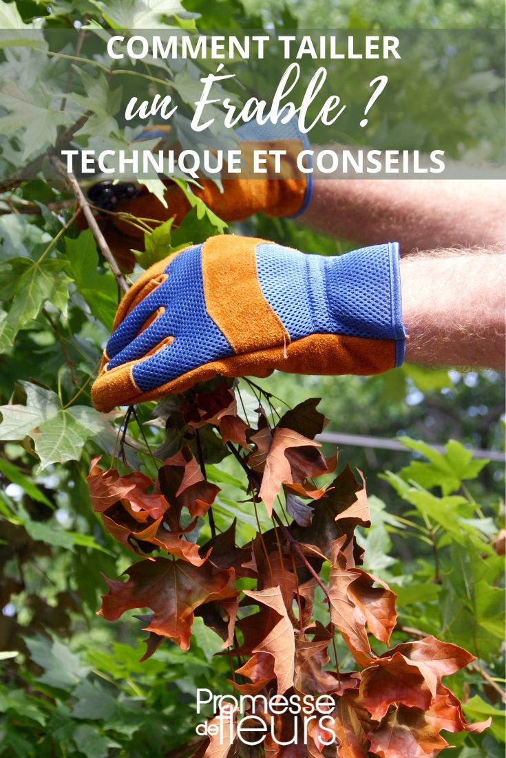**Pruning Maple Trees**

Pruning maple trees is essential to maintain their health and shape. Here are some tips to help you prune your maple tree properly:

1. **Timing**: The best time to prune maple trees is during late winter or early spring, before new growth appears.

2. **Tools**: Make sure to use sharp and clean pruning tools to make precise cuts and prevent the spread of diseases.

3. **Technique**: When pruning, focus on removing dead, damaged, or crossing branches. Use the appropriate pruning techniques to promote healthy growth and maintain the tree's natural form.

4. **Size**: Avoid removing more than 25% of the tree's canopy in a single pruning session to prevent stress and ensure the tree's vitality.

5. **Maintenance**: Regular pruning every 3-5 years can help keep your maple tree in good shape and prevent the need for drastic pruning in the future.

Remember, each tree is unique, so it's essential to assess your maple tree's specific needs before pruning. If you're unsure or if your tree requires significant pruning, consider consulting a professional arborist for assistance.
