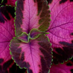 Embrace the Barbiecore trend in the garden: pink and more pink!