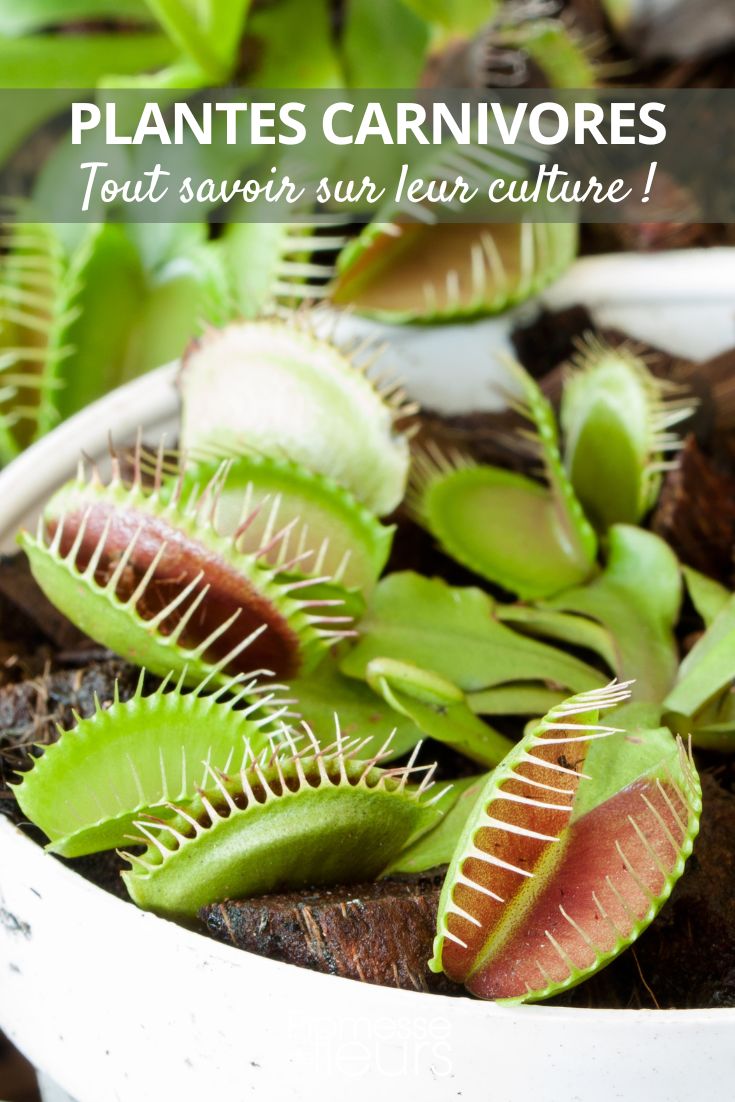 All you need to know about growing carnivorous plants Growing carnivorous plants