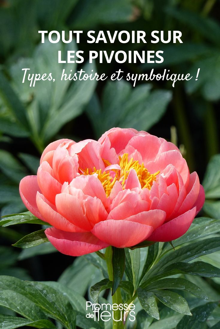 All about Peonies: types, history, and symbolic meanings of colours Peony Coral Charm