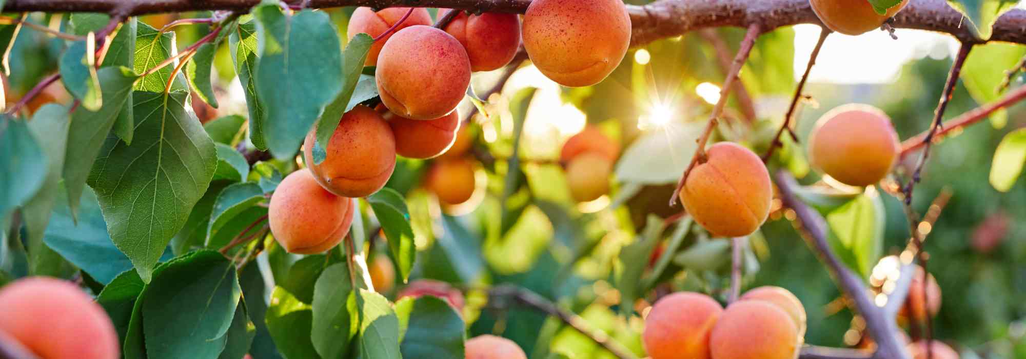 Choosing an apricot tree: the ultimate guide