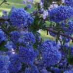 7 groundcover bushes that bloom in spring