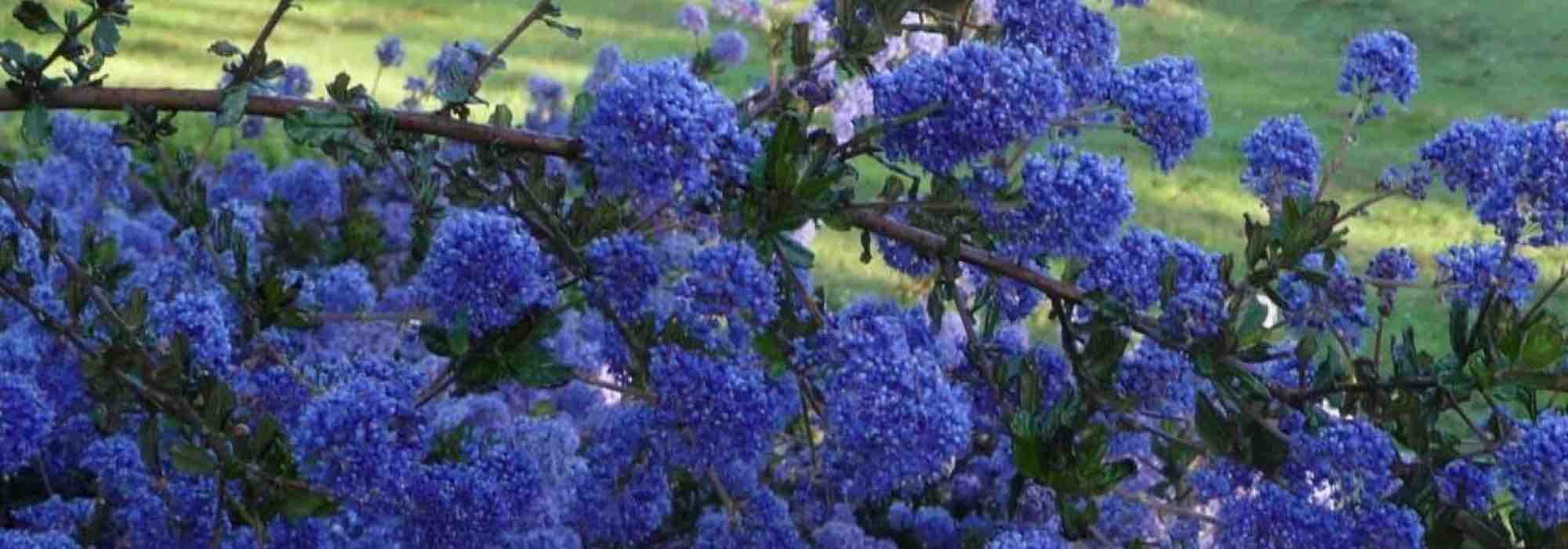 7 groundcover bushes that bloom in spring