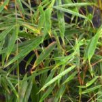 The best shrubs to capture CO₂