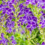 Our top 7 exotic shrubs flowering in spring