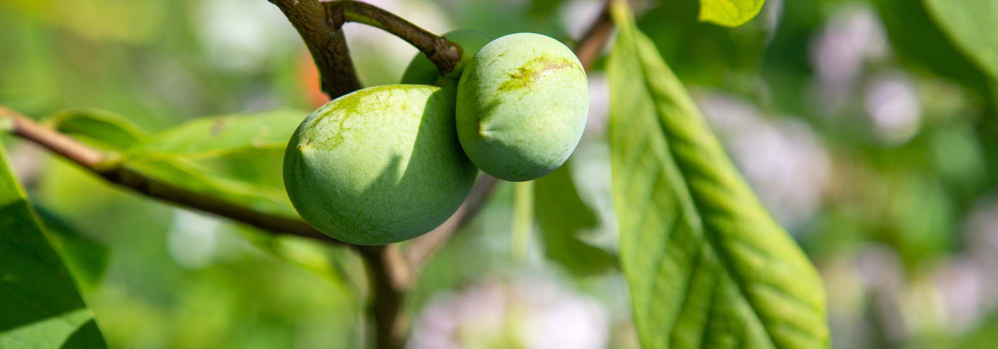 Choosing a persimmon tree: our buying guide