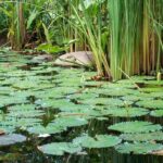 The secrets of a perfect pond: mastering the water balance