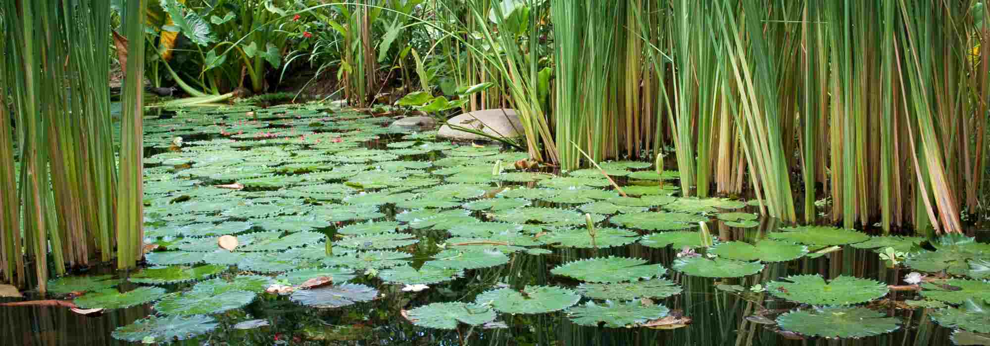 The secrets of a perfect pond: mastering the water balance