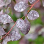 Diseases and pests of Berberis