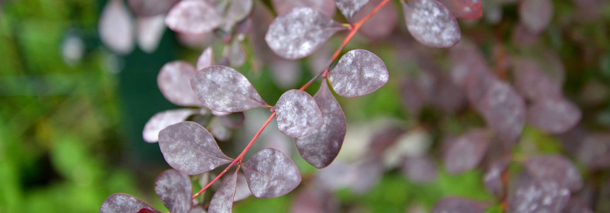 Diseases and pests of Berberis
