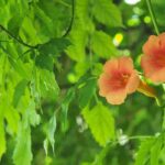 Why isn’t my bignonia flowering?