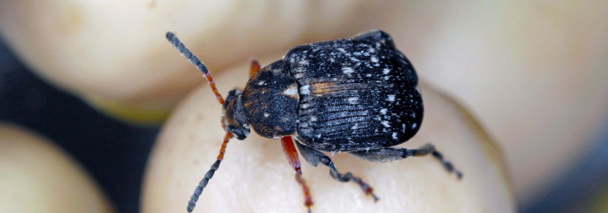 Bean weevil: what is it? How to get rid of it?
