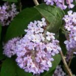 Botanical butterfly bushes to discover