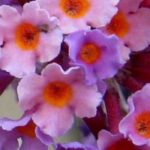 7 evergreen butterfly bushes