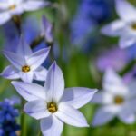 Spring bulbs that are easy to naturalise: let nature do the work for you!