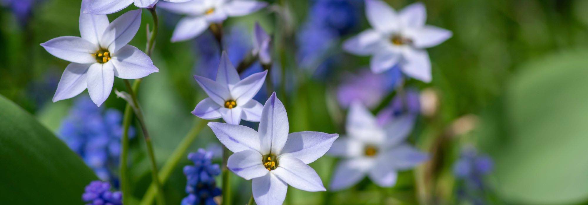 Spring bulbs that are easy to naturalise: let nature do the work for you!