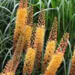 7 spectacular spring bulbs that will transform your garden