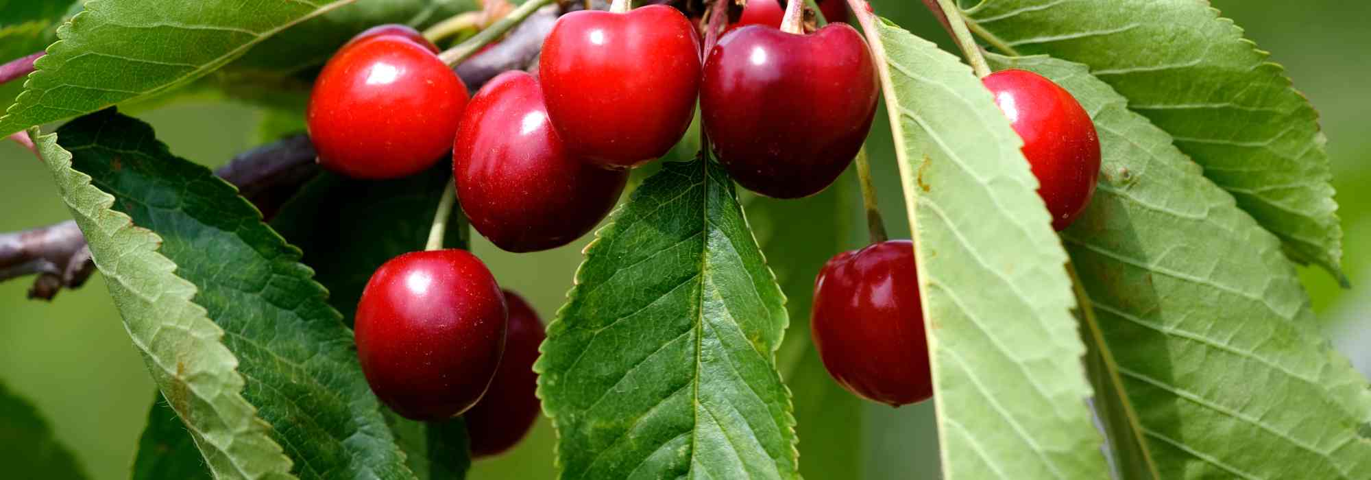 Why isn't my cherry tree bearing fruit?