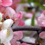 Discover 7 early-flowering Japanese quinces