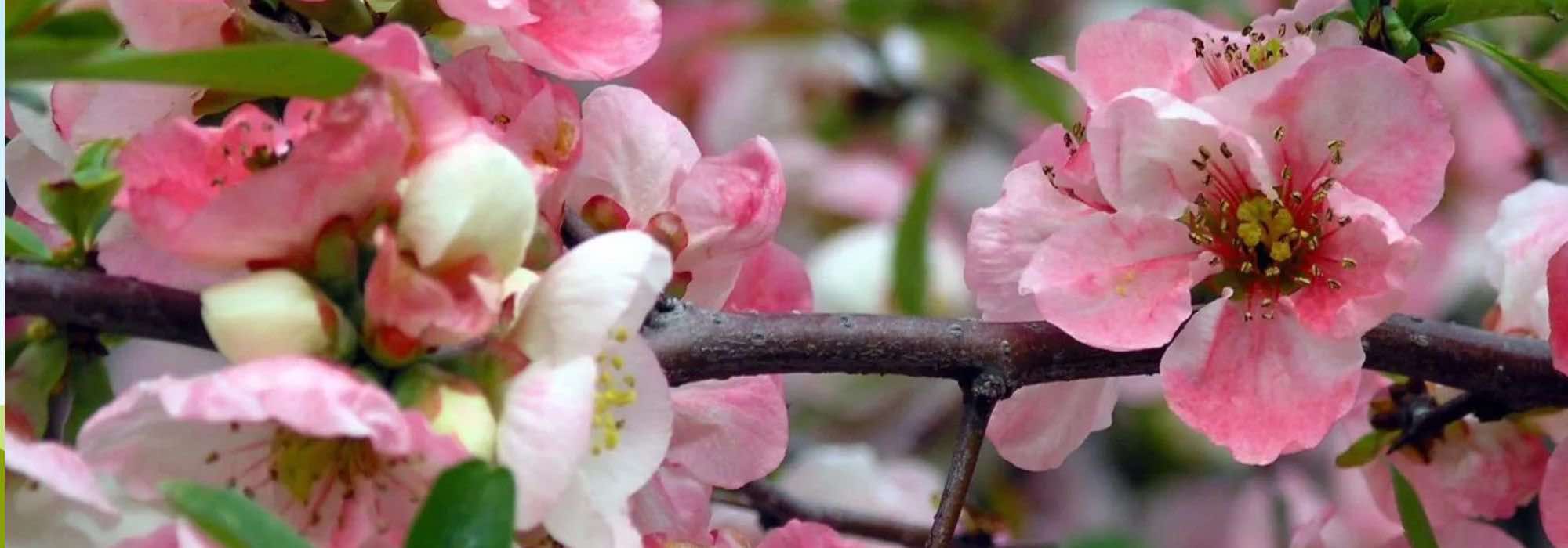 Discover 7 early-flowering Japanese quinces