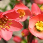 How to choose a Japanese quince?