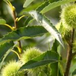 How to choose a chestnut tree?