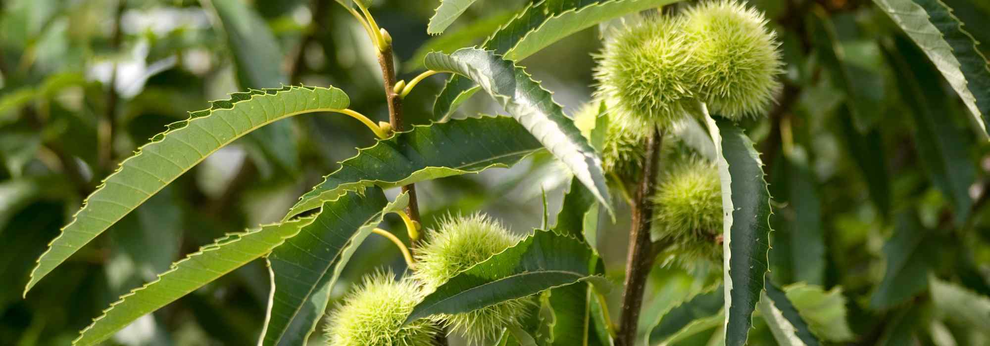 How to choose a chestnut tree?