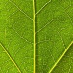 The vital role of sap, the true "blood of plants