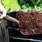 Compost: where and how best to use it in the garden?