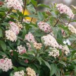 How to make a laurustinus hedge?