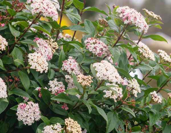 How to make a laurustinus hedge?