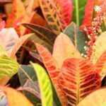 Growing Croton